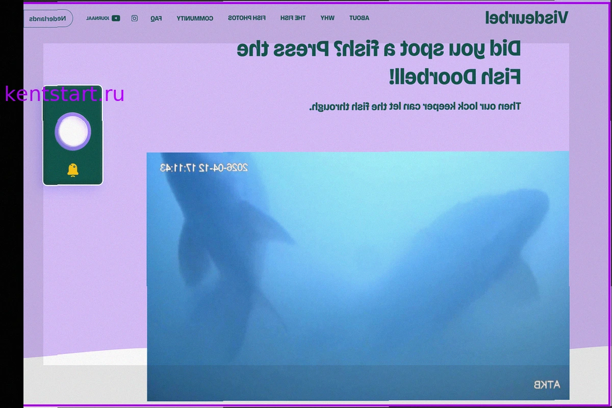 Вирусный феномен: Как "Рыбный домофон" из Утрехта покорил интернет и помогает природе